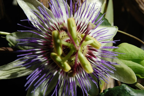 passion flower