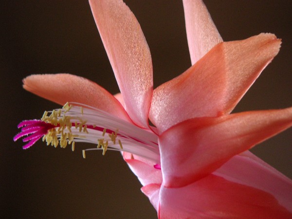 Holiday Cactus Reaching Out