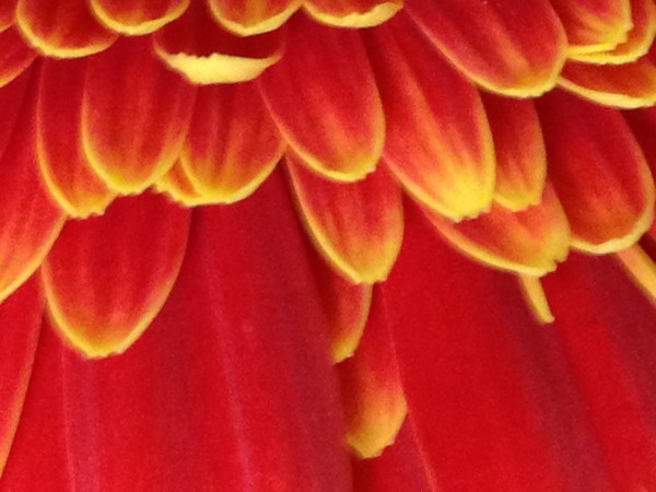Flower 7