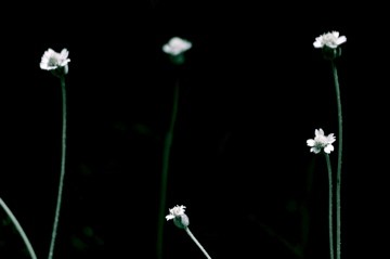 Floral #1