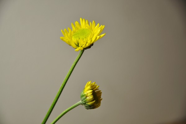duo