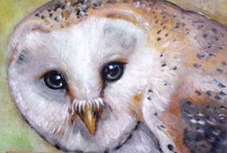  AN OWL