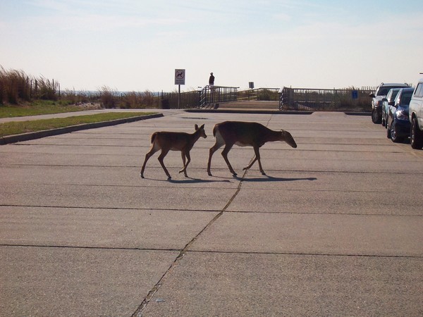 WHERE DID WE PARK THE CAR DEER ?