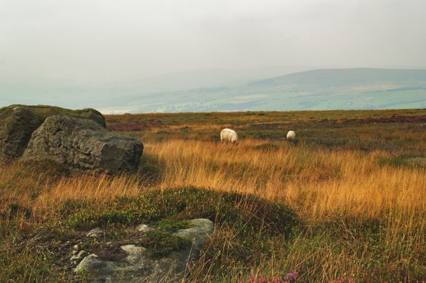Rombald's Moor 2