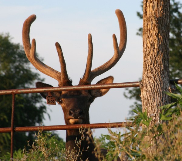 Elk