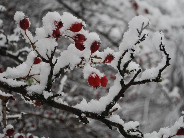 Winter berries