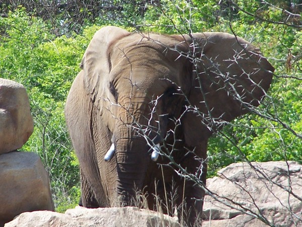 Elephant 2
