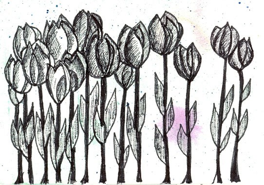 Black Tulips