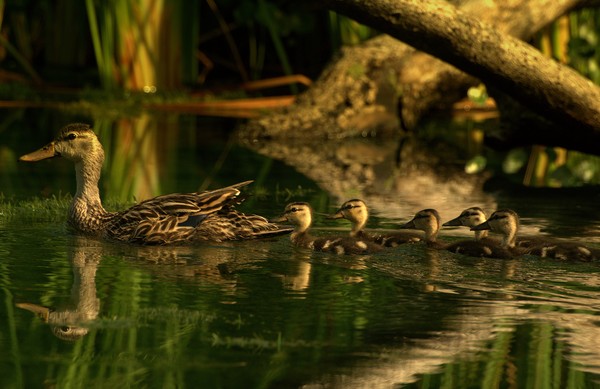 Mama and troop