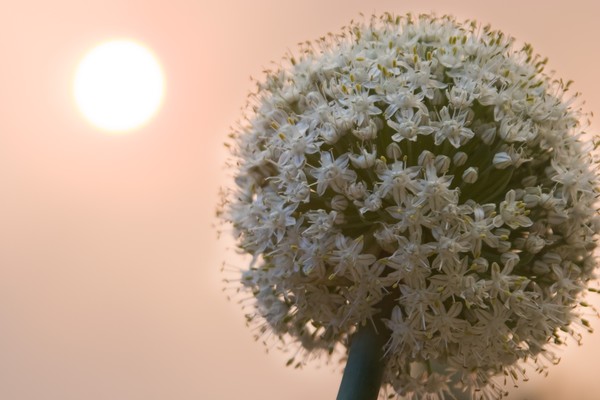 Onion flower