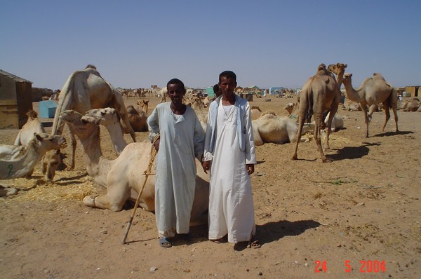 Men and Arabian camels