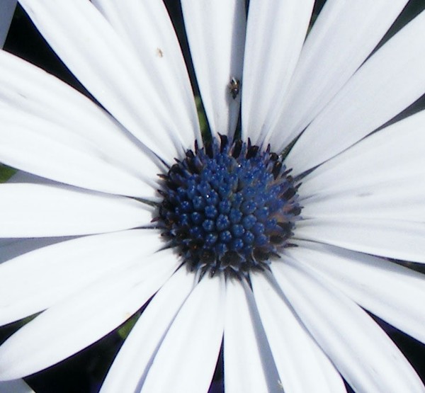 Pretty_Petals_1