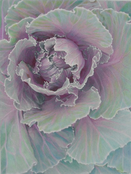 Ornamental Cabbage