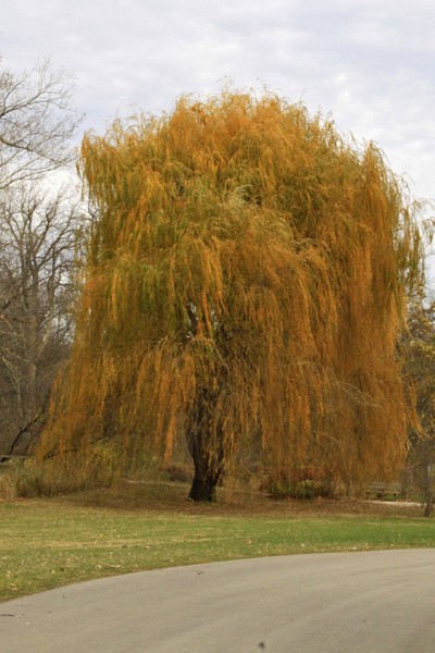 MY FAVORITE WILLOW