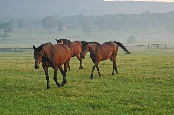Majestic View Horse Farm