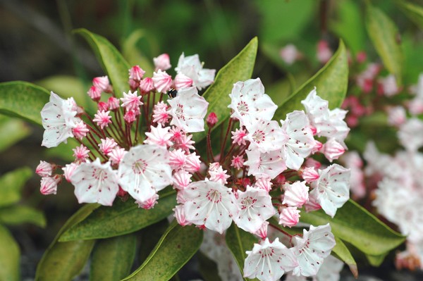    Mountain Laurel