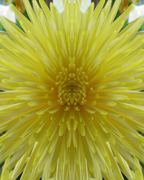 Sunburst