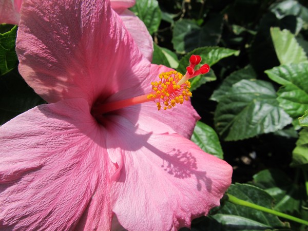 Pink Hibiscus
