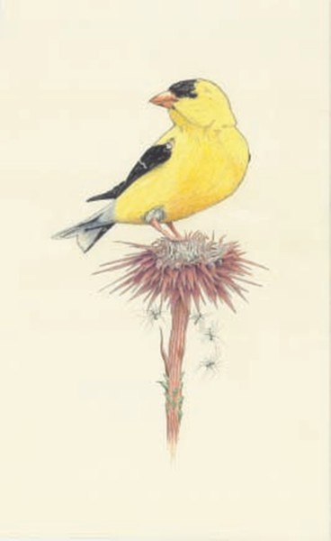 Goldfinch