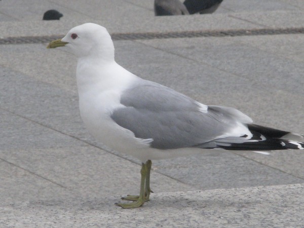 CITY GULL SERIES