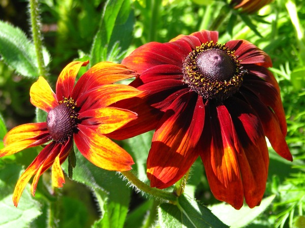 28.6.2010..midsummer city florals