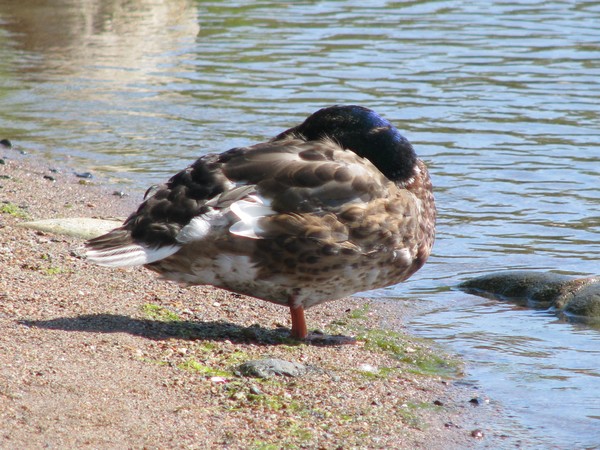 DUCK SERIES..sleeping..