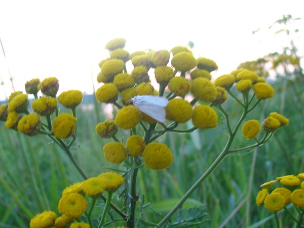 Butterfly-beach series:white and yellow