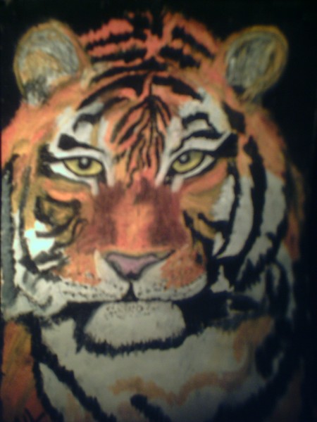 Indian Tiger