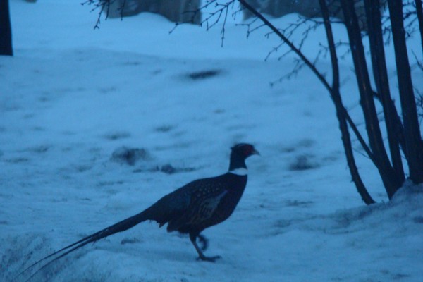 pheasant