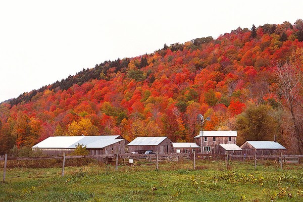 Farm with Orange Leaved Trees Behind