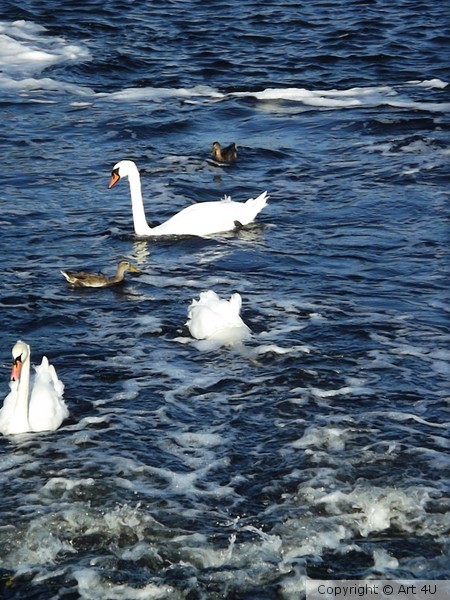 A Swan Song
