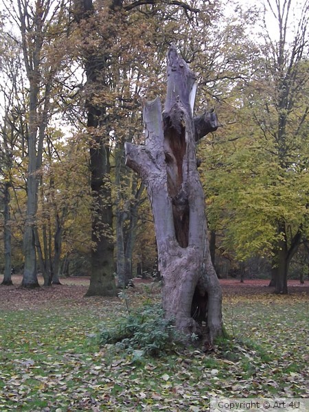 Normanby Hollow Tree