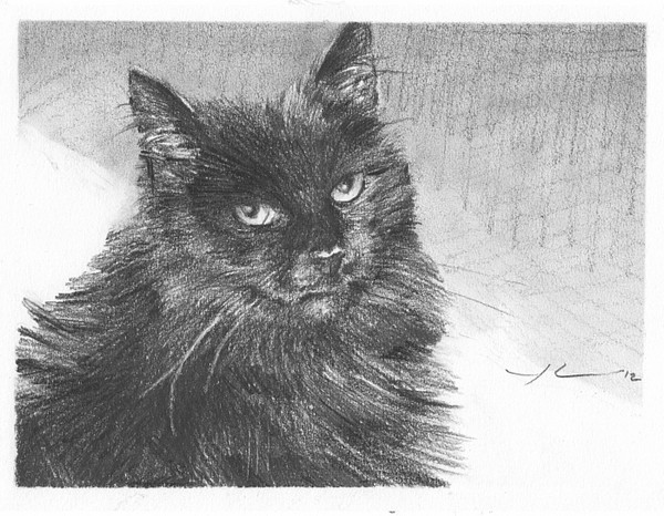 black cat pencil portrait