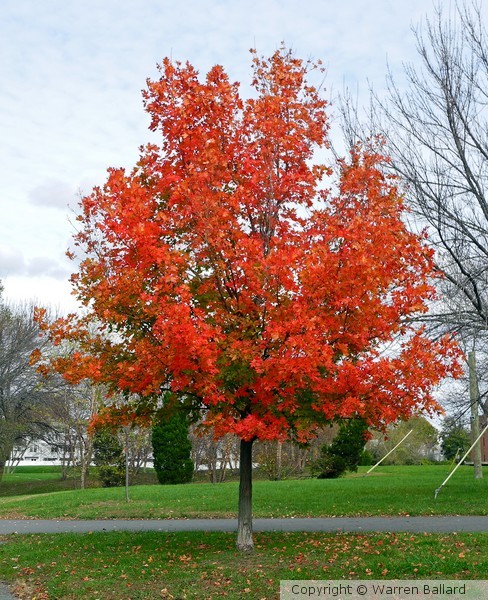 Red Maple 11/2/2012