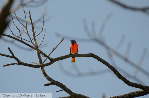 Oriole 5/28/2013