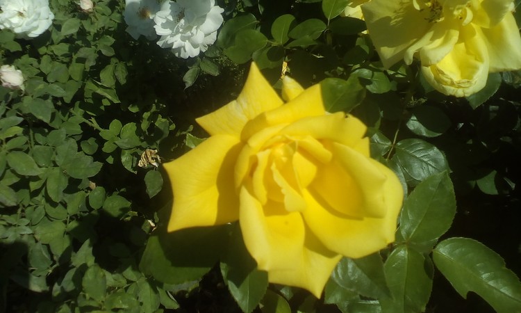 Rose