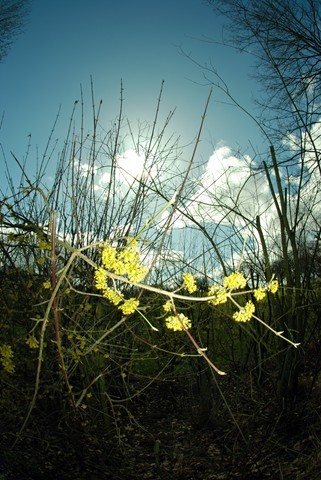 Magic Forest 7
