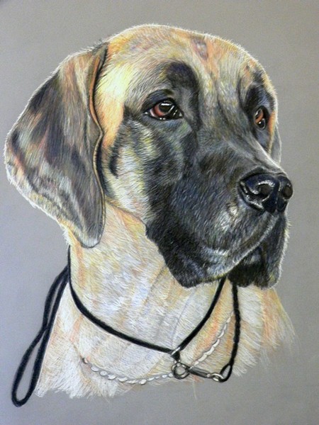 Great Dane