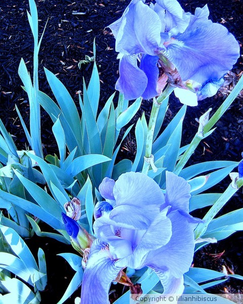 Iris