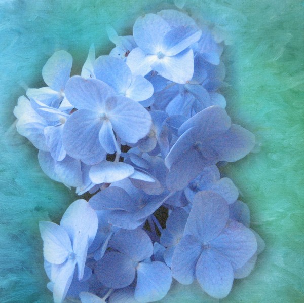 Hydrangea