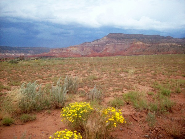 Desert Beauty