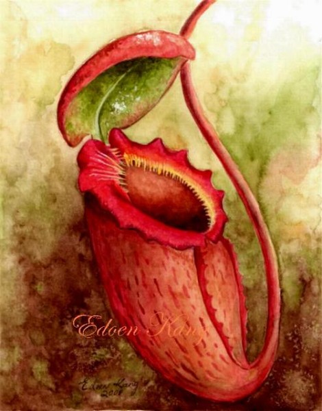 Nepenthes Rajah