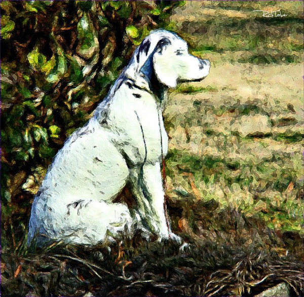Rover