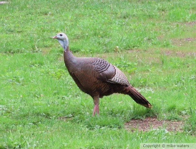 turkey