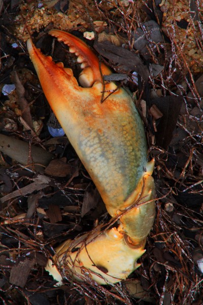 Crab Claw