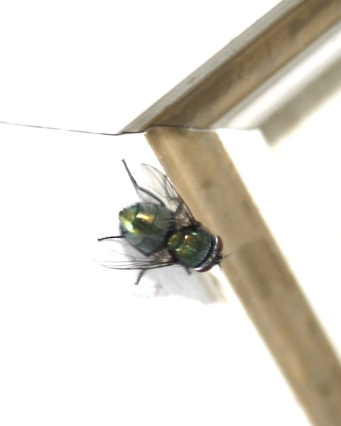 Like a fly from a wall