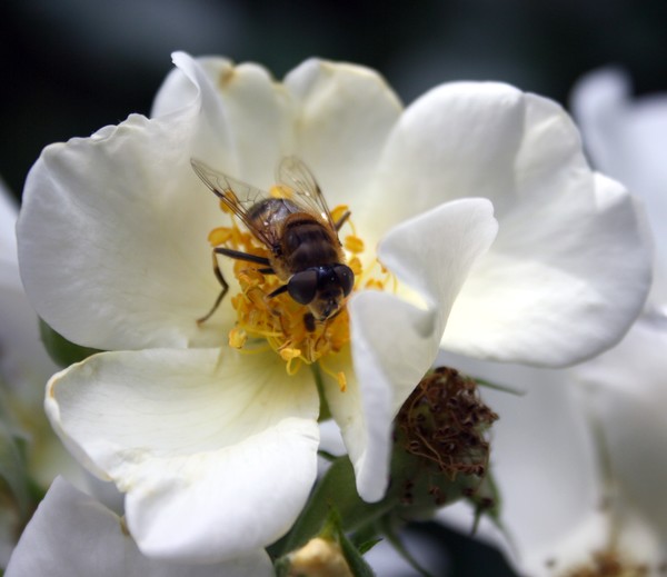 Nectar
