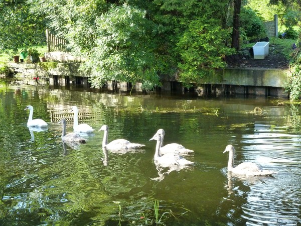 Swan Family