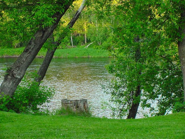 My Back Yard
