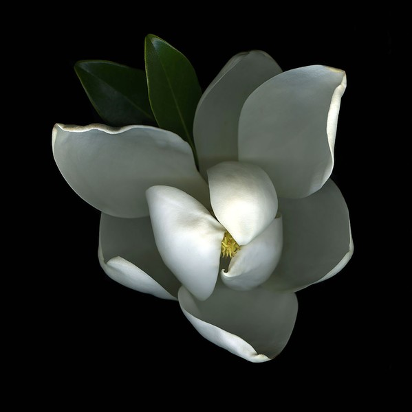 Magnolia